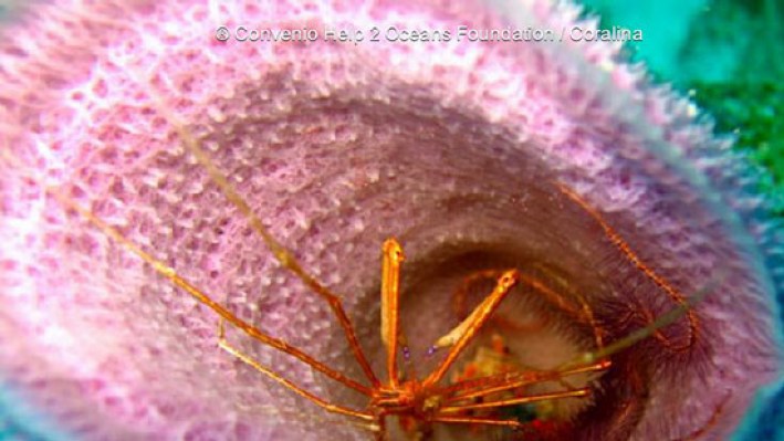 Shrimps (102)